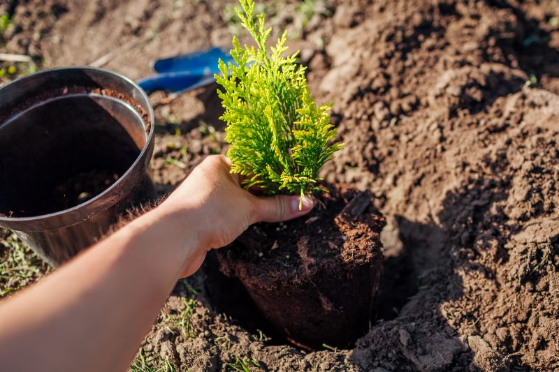 Apple Tree Planting