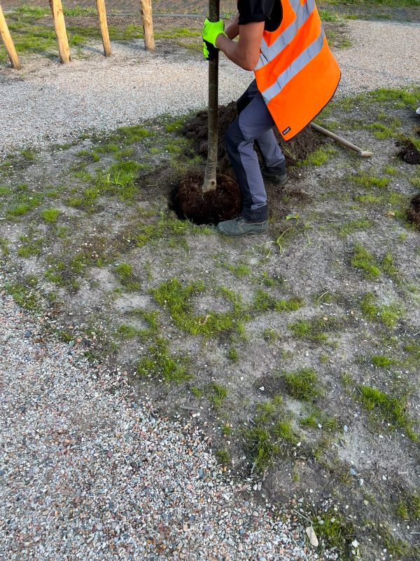 Apple Tree Planting
