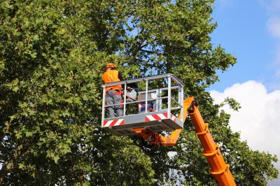 Arborist Tree Service