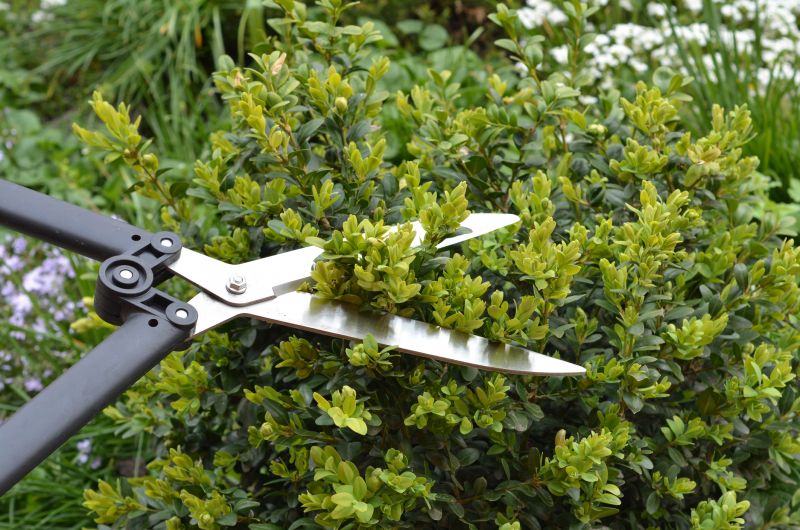 Boxwood Planting