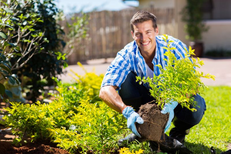 Boxwood Planting