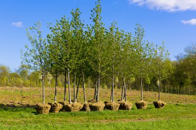Bush Planting Service