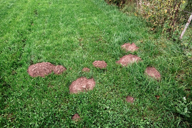 Damaged Yard Repair