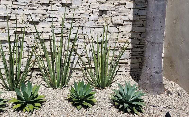 Drought Resistant Landscaping