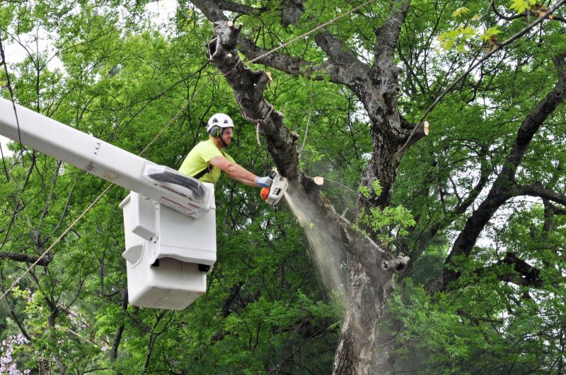 Arborist Pruning detail
