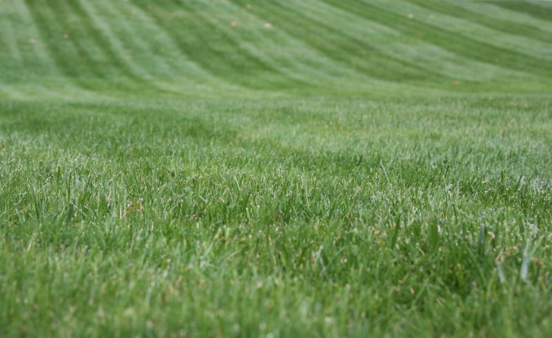 Landscaping Maintenance detail