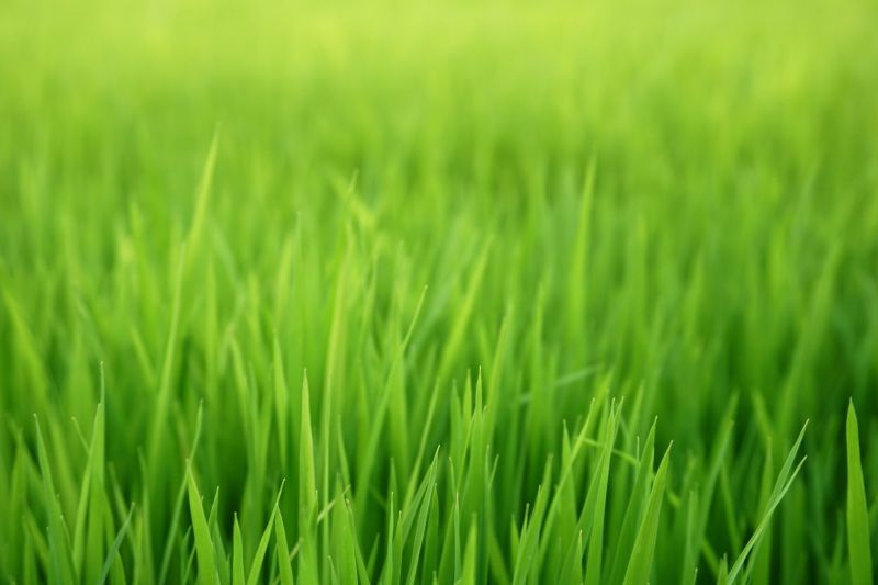 Lawn Landscaping detail