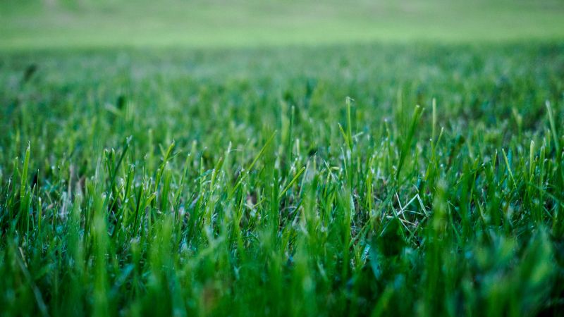 Lawn Landscaping detail