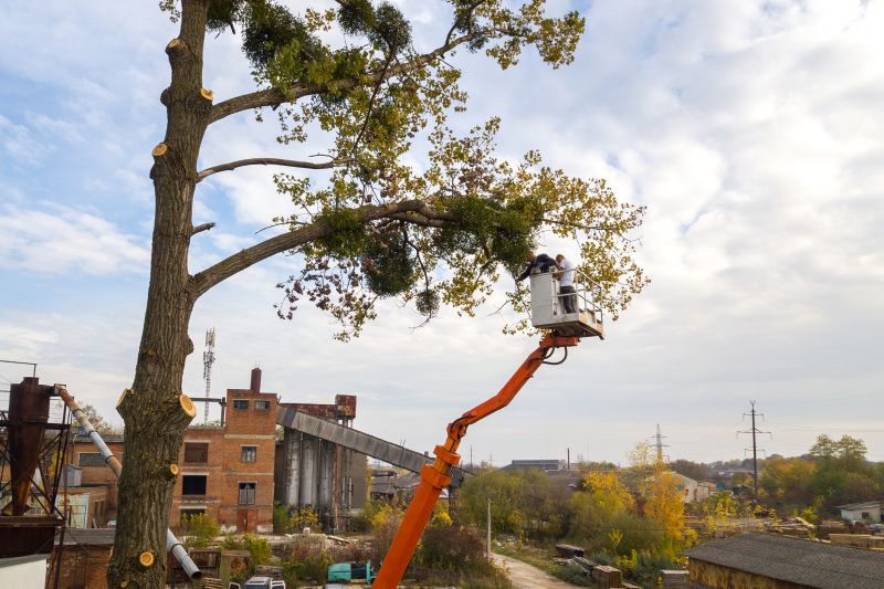 Tree Cabling Service detail