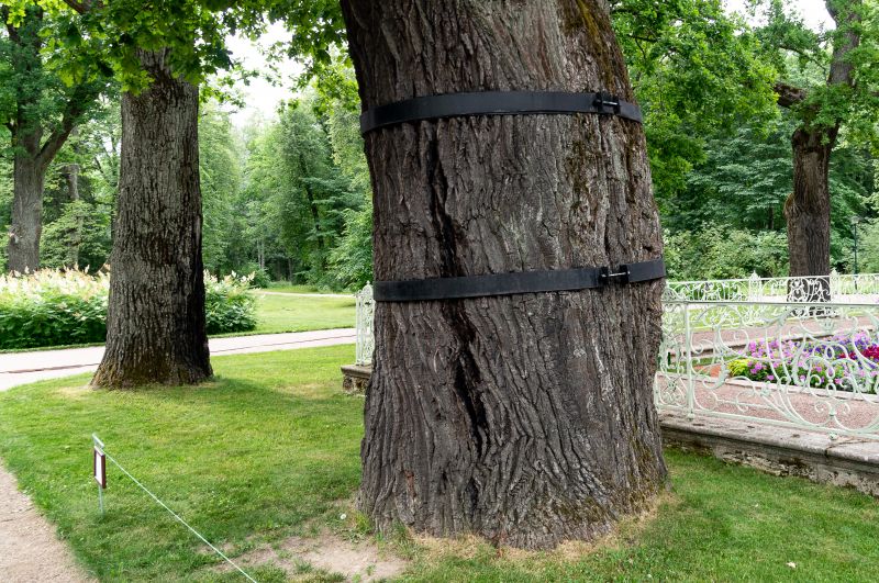 Tree Cabling Service detail