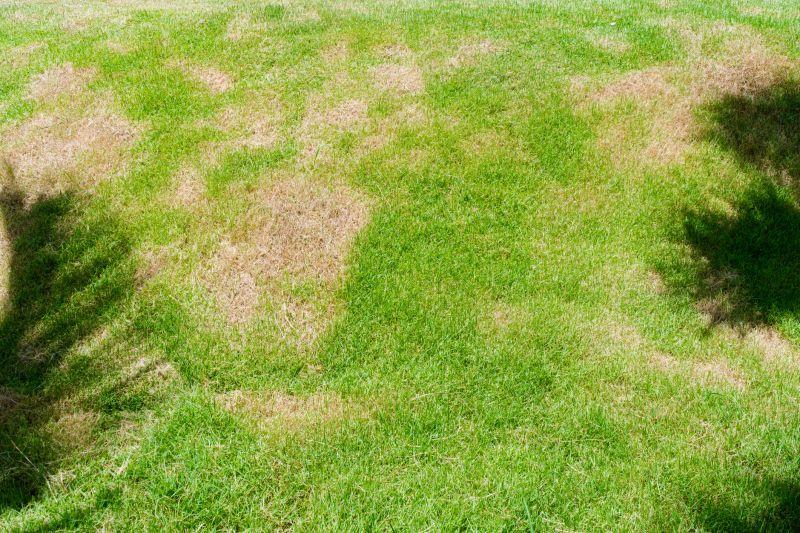Grass Patching