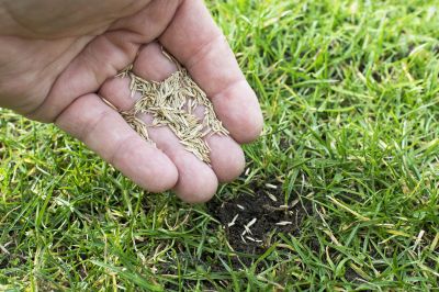 Grass Repair