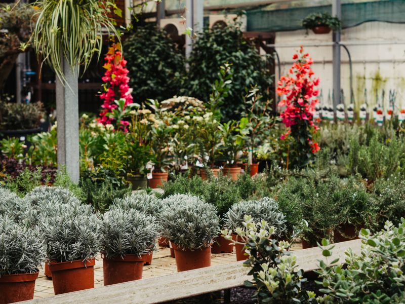 Greenery Planting