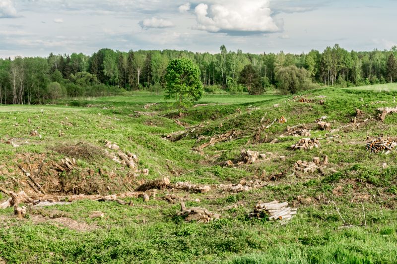 Ground Cover Removal