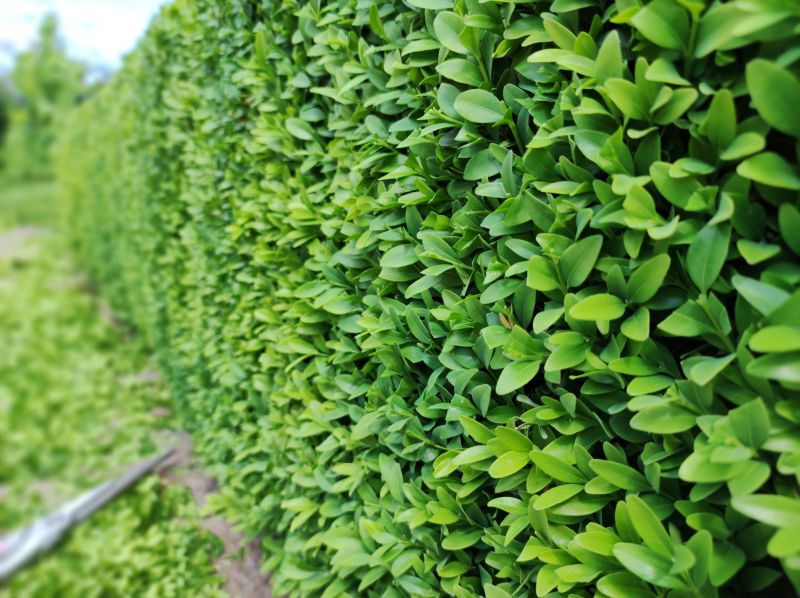 Hedge Planting