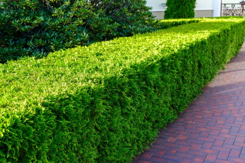 Hedge Planting
