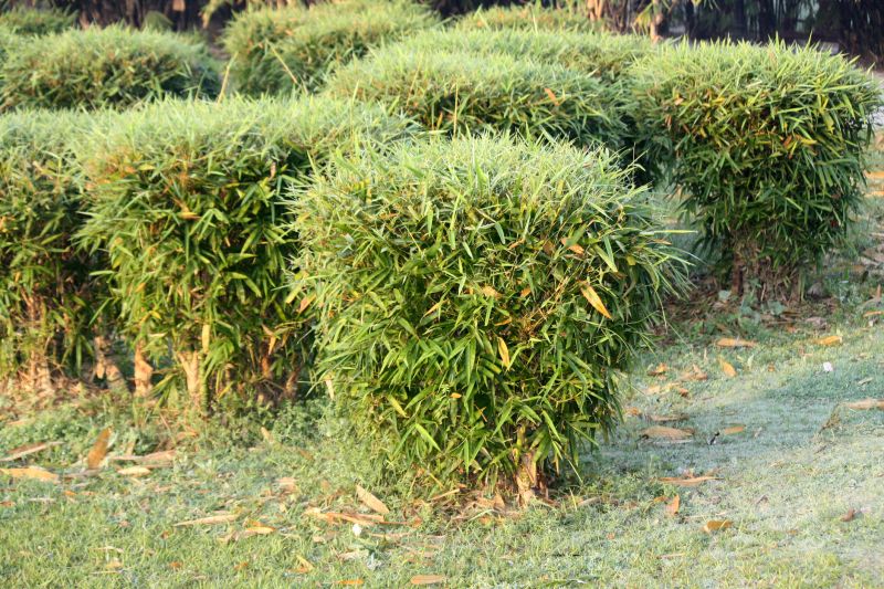 Hedge Planting