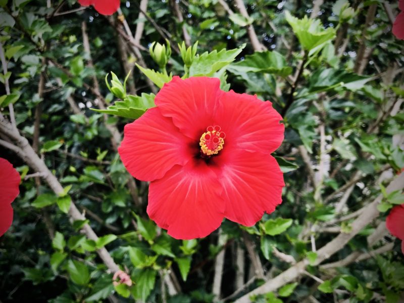 Hibiscus Planting