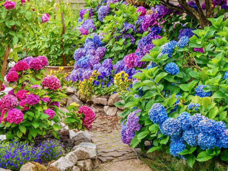 Hibiscus Planting