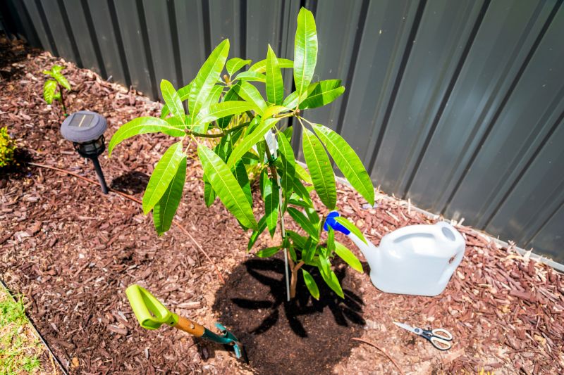 Magnolia Tree Planting