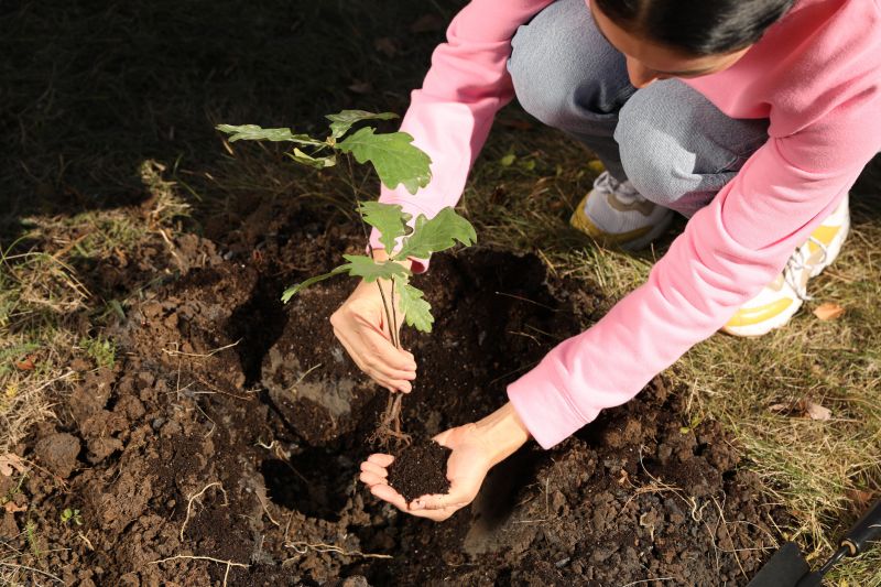Maple Tree Planting