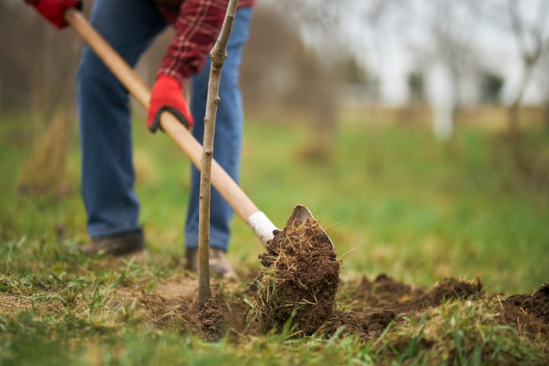 Maple Tree Planting