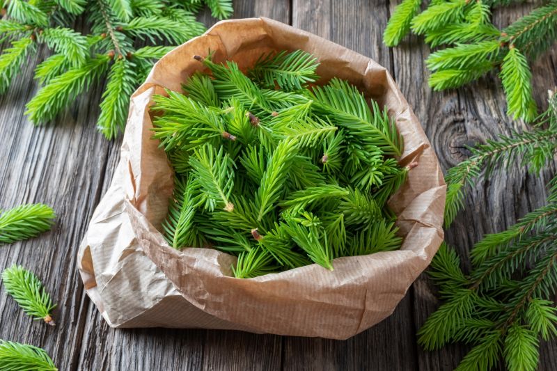 Pine Needles Delivery