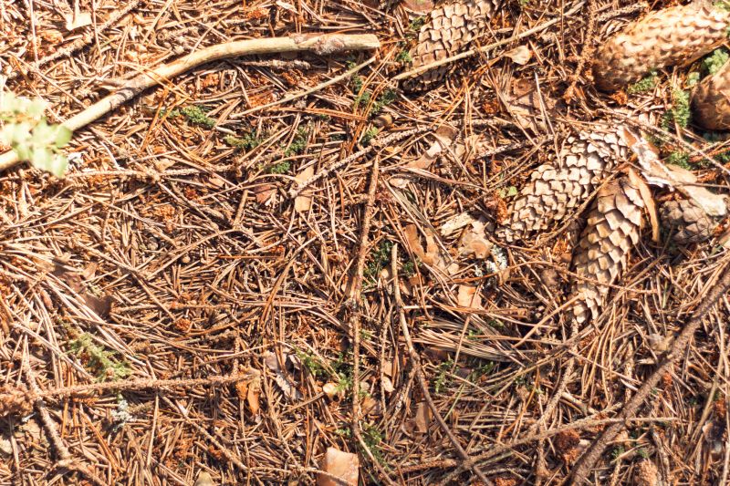 Pine Needles Installation