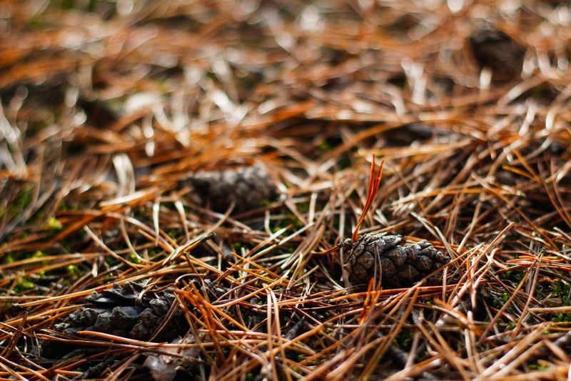 Pine Needles Installation