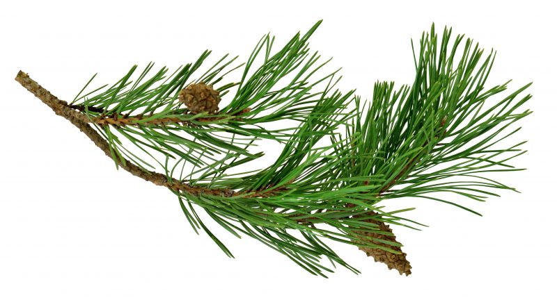 Pine Needles Installation