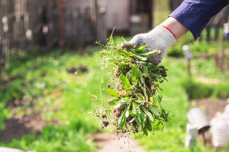 Plant Bed Weeding