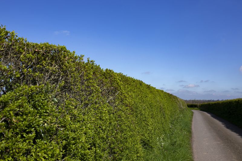 Privacy Hedge Installation