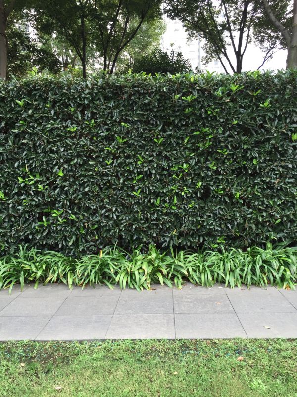 Privacy Shrub Installation