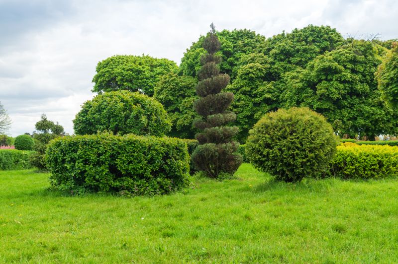 Privacy Shrub Installation