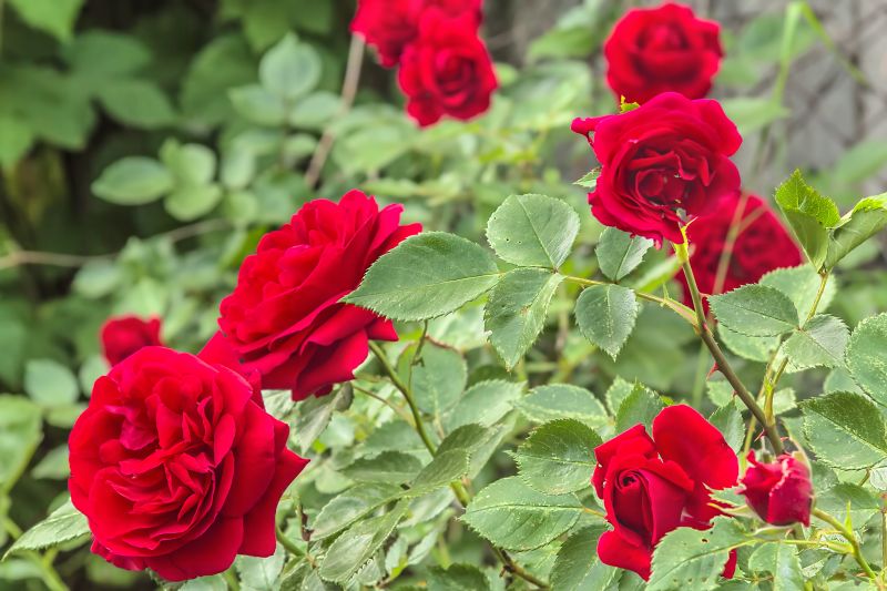 Rose Planting