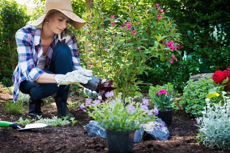 Rose Planting