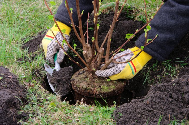 Shrub Care Service