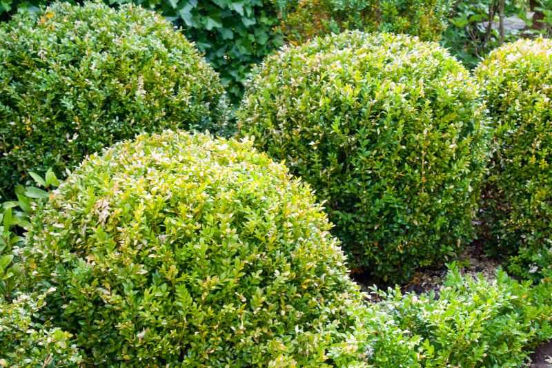 Shrub Installation