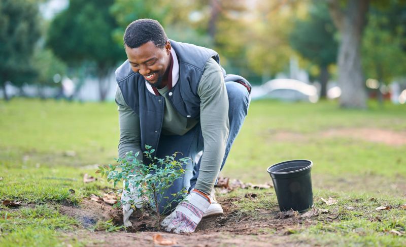Shrubbery Planting