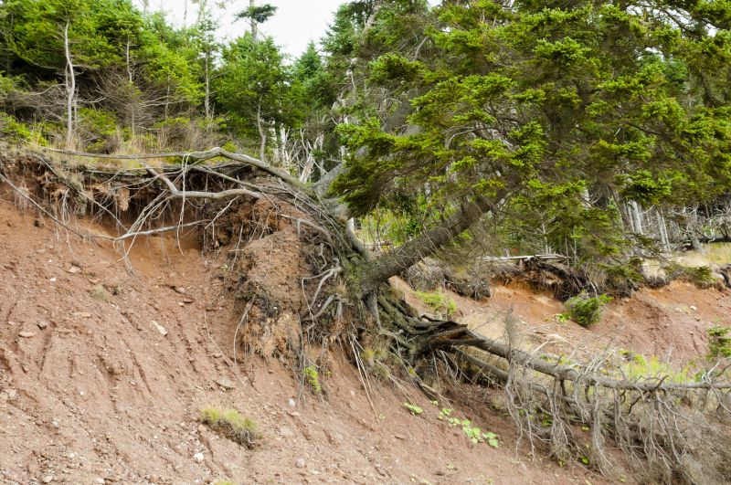 Soil Erosion Repair