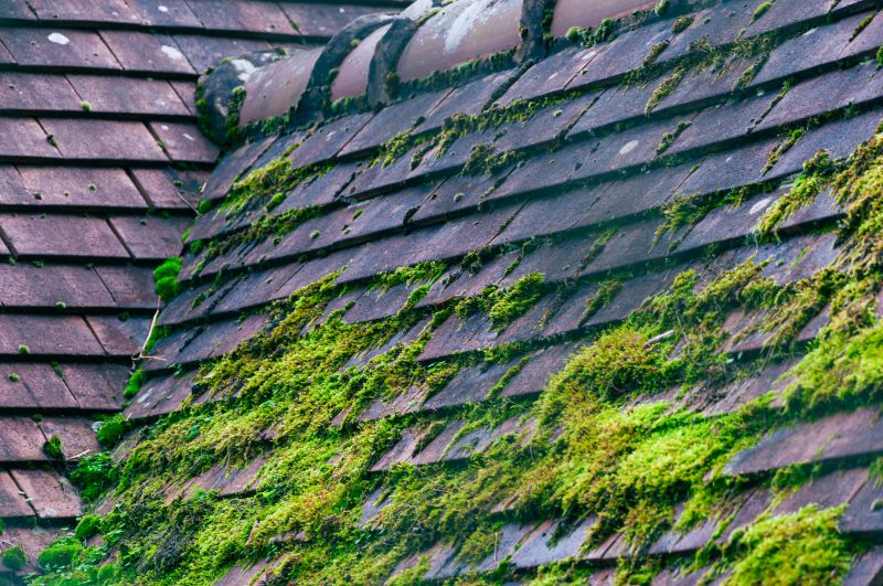Spanish Moss Treatment