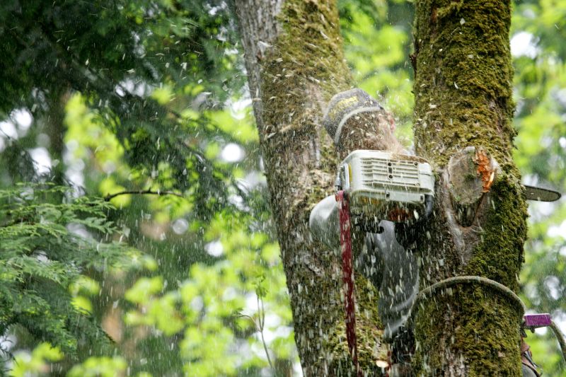 Tree Arborist Service