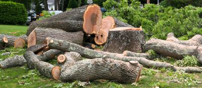 Tree Bark Delivery
