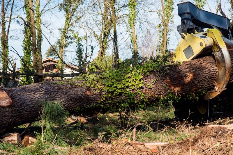 Tree Cabling Service