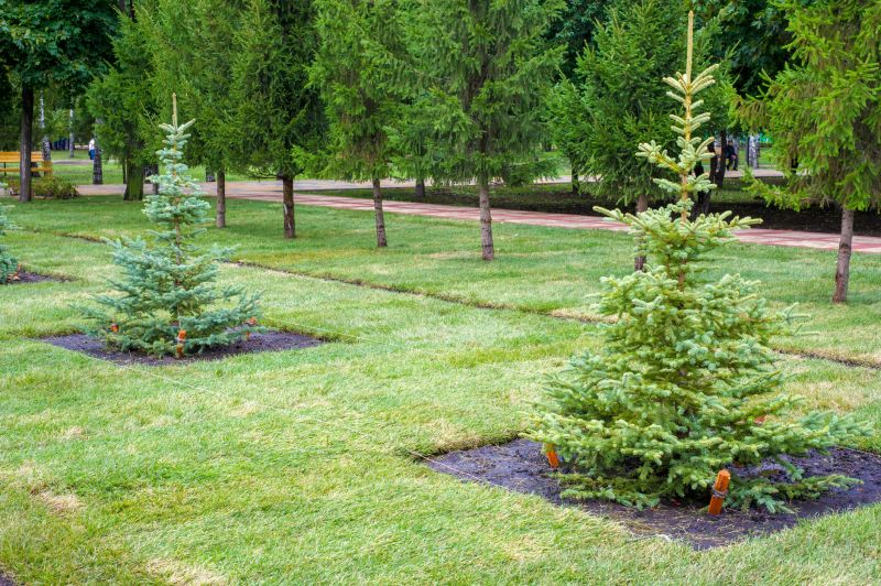 Tree Edging Installation