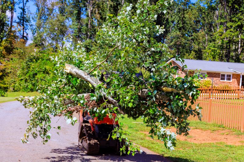 Tree Installation Service