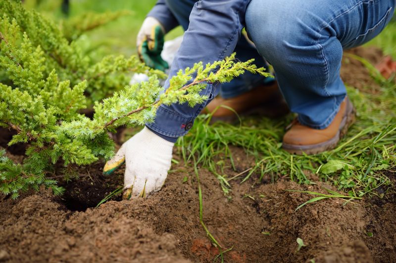 Tree Landscaping