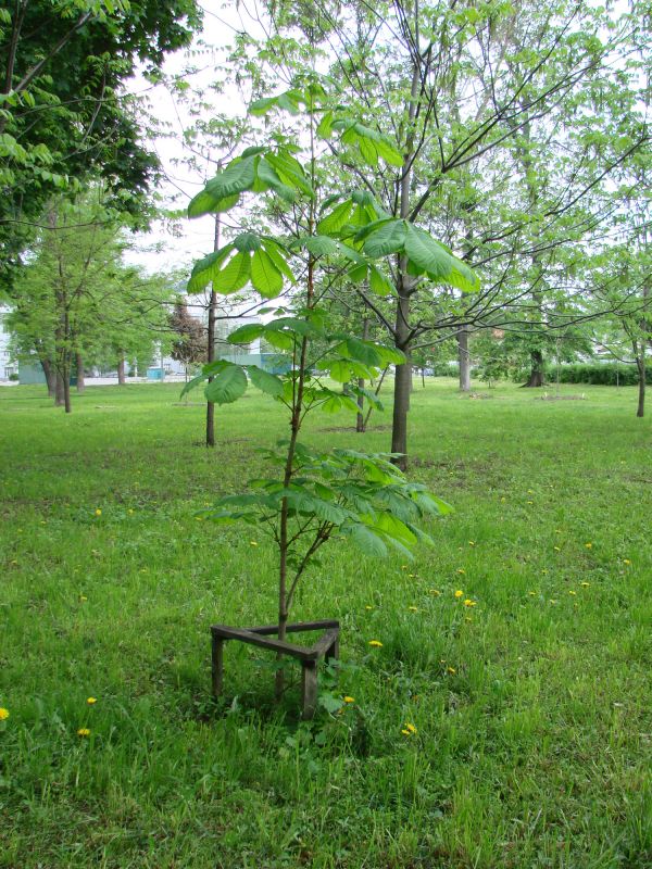 Tree Landscaping