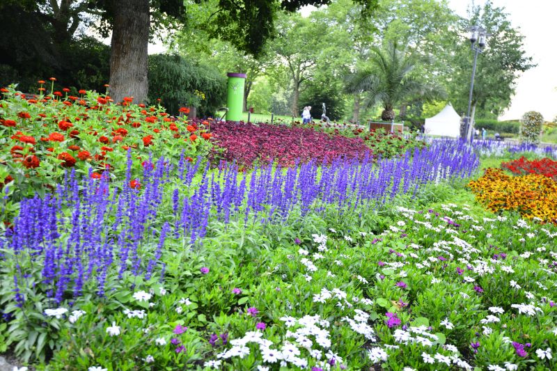 Zinnia Planting