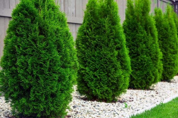 Arborvitae Planting in Eau Claire